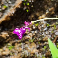 Impatiens janthina Thwaites